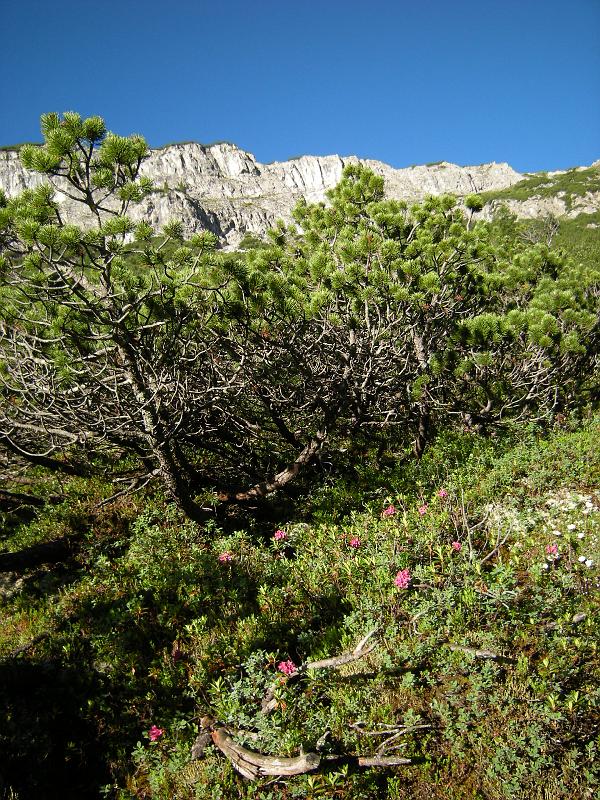 20080705_teuri 017.jpg